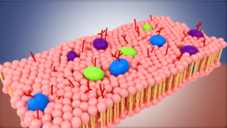 细胞膜-三维动画建模演示