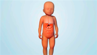 胃食管-消化系统医学3D动画